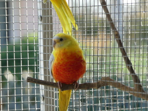 perruche turquoisine 30 44390 Petit-mars