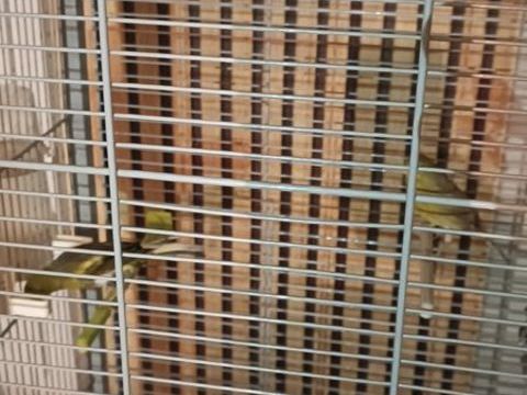 Voliere +trois canaris 100 31470 Fonsorbes