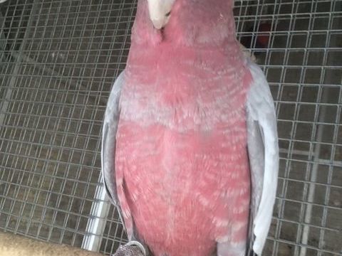 Cacatoès Rosalbin 
élevé main 1000 14000 Caen