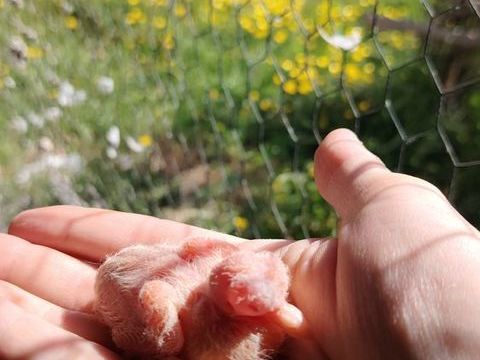 Jolies tourterelles et colombes de plusieurs couleurs. 25 71190 Mesvres