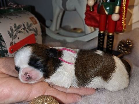 B&eacute;b&eacute;s Shih Tzu a r&eacute;server  1600 02120 Tupigny