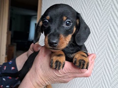 Teckel nain 1200 03120 Isserpent