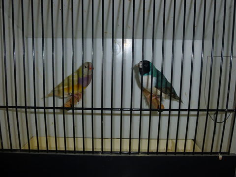 Diamants de gould 80 62250 Marquise