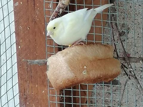 Canari femelle 25 03400 Yzeure