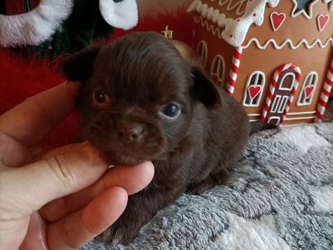 Chiot chihuahua poil long 850 60400 Noyon