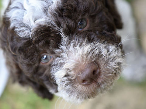 A r&eacute;server chiots Lagotto romagnolo, excellentes lign&eacute;es 1200 26190 �chevis