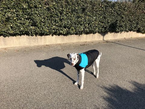 Accessoires chien dalmatien, 4 84800 L'isle-sur-la-sorgue