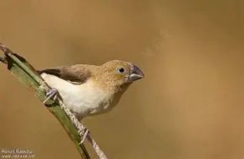 oiseaux bec d'argent 70 94460 Valenton
