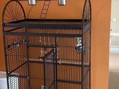  perroquet amazone a front bleu 1000 65320 Bord�res-sur-l'�chez