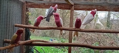 cacatoes rosalbin lutino 1 78000 Versailles