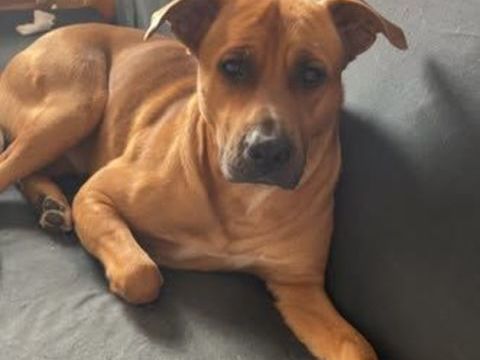 Chien REX &agrave; l adoption 250 07100 Annonay
