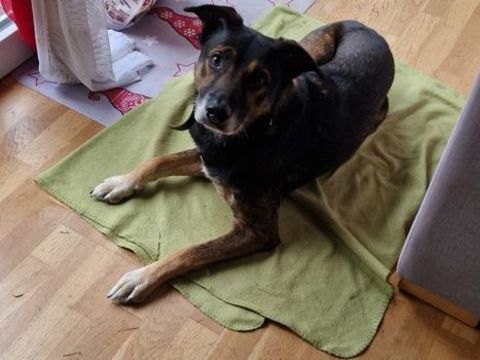 Pepsy, malinois crois&eacute; beagle cherche famille 0 35000 Rennes