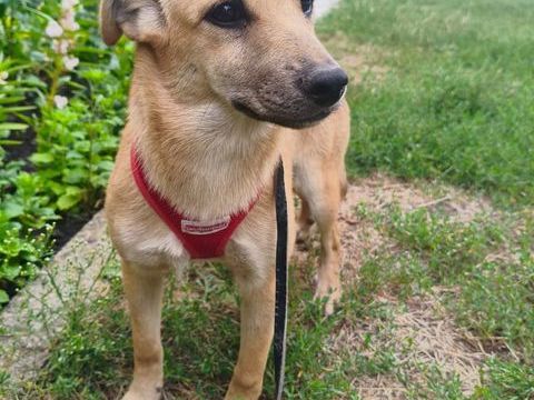 A L'ADOPTION MANIA 0 75018 Paris