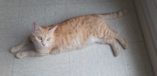  Maison � louer 3 pi�ces 70 m�