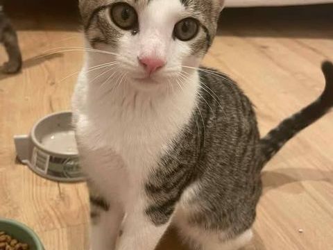 Chat TAO à l adoption 180 84600 Grillon