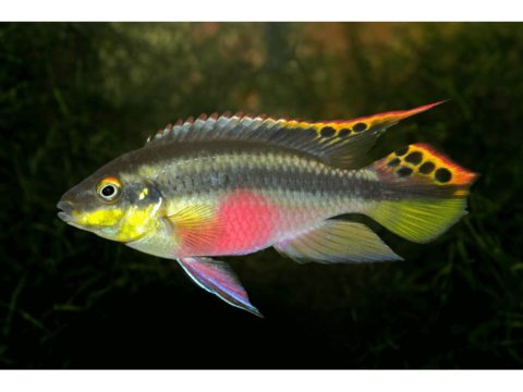 Pelmatochromis Pulcher 0 29280 Locmaria-plouzané