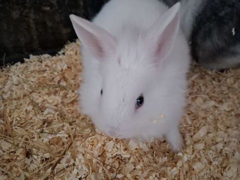 Lapins nains crinière tête de lion 30 38870 Saint-simon-de-bressieux