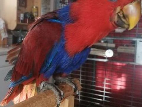 Eclectus polychloros 750 47110 Dolmayrac