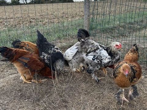 Coq 5 49670 Valanjou
