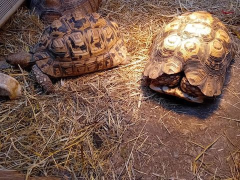 tortues pardalis 500 68140 Soultzeren