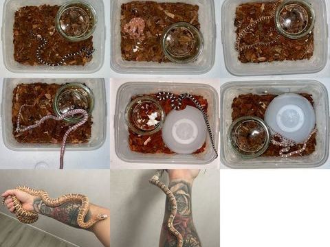 Pantherophis Guttatus / serpent des blés 800 77170 Brie-comte-robert