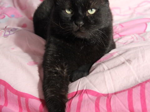 GULLIVER CHAT NOIR 6 ANS 1/2 195 92260 Fontenay-aux-roses