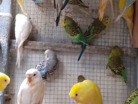 OISEAUX DE CAGES ET DE VOLIÈRES 12 22400 Lamballe