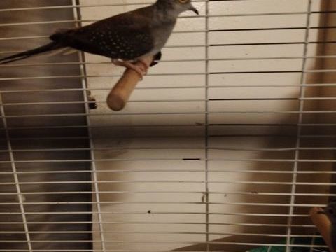 Colombes diamant 20 02000 Laon