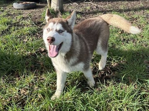 Chiots husky LOF 950 44410 Herbignac