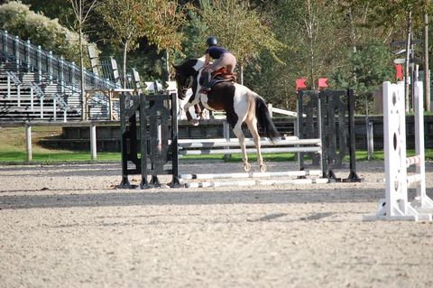 JOLIE JUMENT PP PLEINE 9000 89000 Auxerre