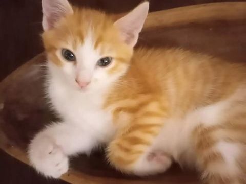 ✨️ BUDDY ✨️ 🐱 210 77700 Bailly-romainvilliers