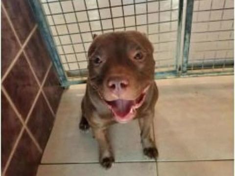 Chien RICO à l adoption 210 13001 Marseille