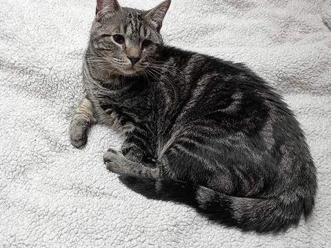 Clyde 190 59800 Lille