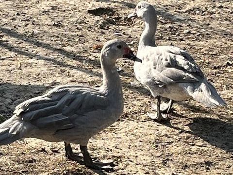 Canard  mà¢le gros sujets 28 47440 Casseneuil