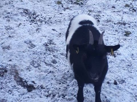 Phoebe, ch&egrave;vre naine &agrave; adopter 50 44290 Pierric