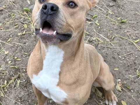 ANDERSON, chien type rhod&eacute;sie &agrave; cr&ecirc;te, 2 ans 200 34500 B�ziers