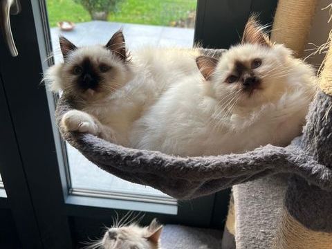 Chatons Sacré de Birmanie Loof 990 91770 Saint-vrain