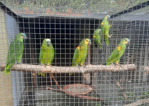 Perroquets Amazones à Front Bleu 2024 600 82710 Bressols