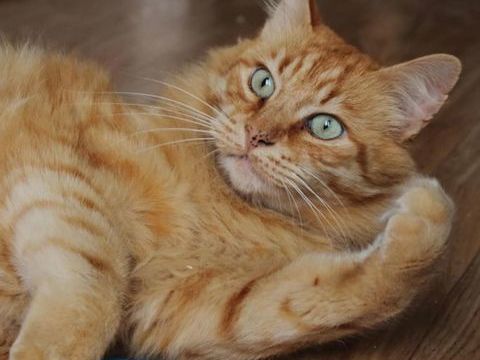 Pavarotti le magnifique 90 35000 Rennes