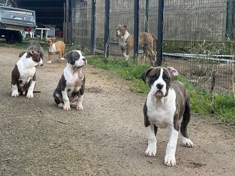 American bully XL 850 03250 Ch�tel-montagne