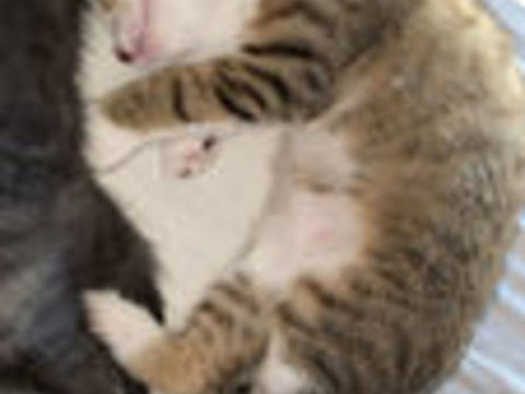   Chatons sevrés à adopter contre bon soins 