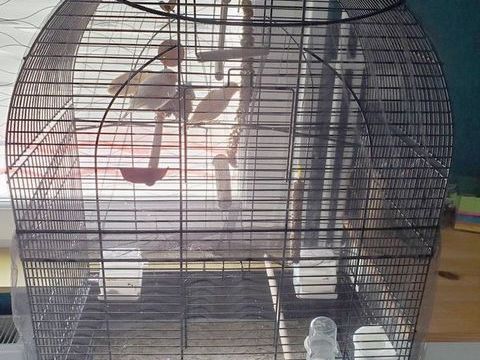 Cage avec couple de canaris 100 59470 Wormhout