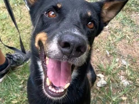 ✨️ JAKI ✨️ 🐶 350 69001 Lyon