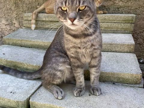 SPRITZ 200 26700 Pierrelatte