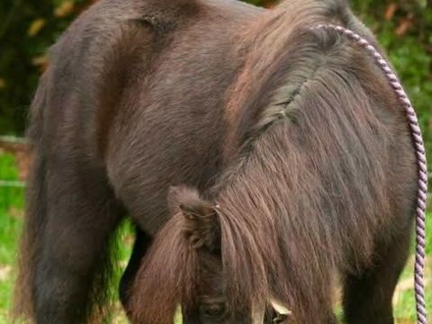 XYRO & WILLEM CHERCHENT LEUR FAMILLE POUR LA VIE� ENSEMBLE ! 500 35000 Rennes