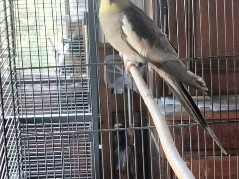 FLY, magnifique Perruche Calopsitte &agrave; adopter 15 03360 Isle-et-bardais