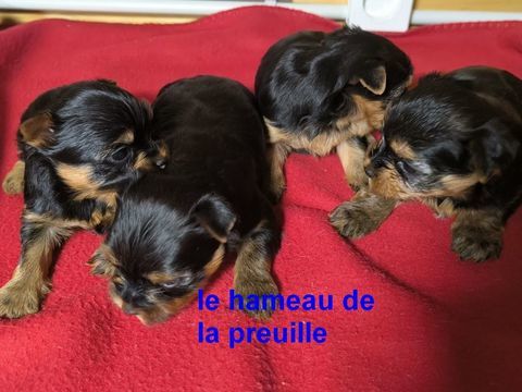 CHIOTS YORKSHIRE 2200 17290 Chambon