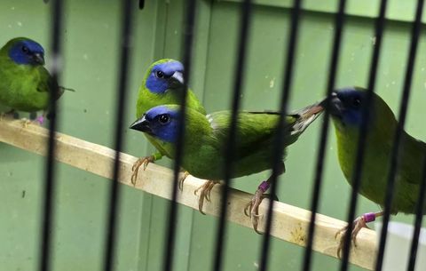 Mâle diamant Kittlitz 50 17000 La rochelle