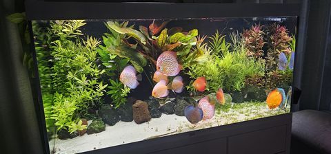 Lot de 20 plantes d'aquarium 10 84150 Viols