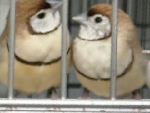 Couple bicheno mutation brun  80 93270 Sevran